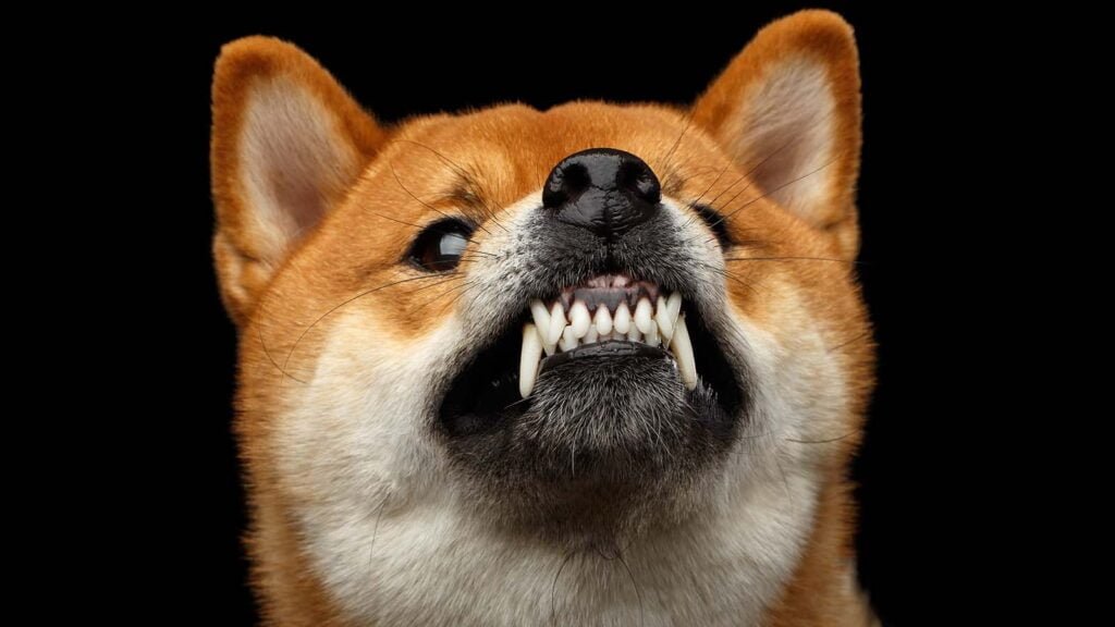 Bullish sentiments for Shiba Inu ($SHIB) token rise as it announces partnership with ChainLink ($LINK)